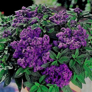 Heliotrop ogrodowy - 200 nasion