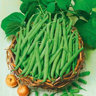 Fasola Processor - szparagowa, średnio wczesna, zielonostrąkowa