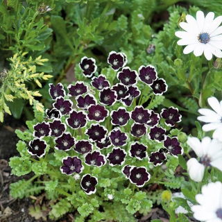 Porcelanka Penny Black - 260 nasion