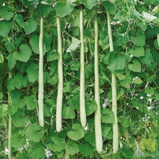 Tykwa pospolita Snake - 7 nasion