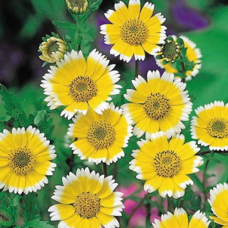 Laja - Layia platyglossa - 1600 nasion