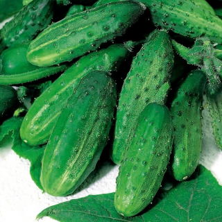 Ogórek Hela F1 - NA TAŚMIE