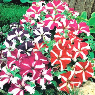 Petunia niska gwieździsta - 800 nasion