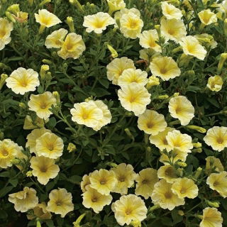 Petunia ogrodowa - Kaskada żółta - 160 nasion