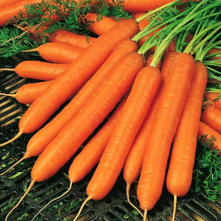Marchew Amsterdam 3 - 100 gram - 85000 nasion