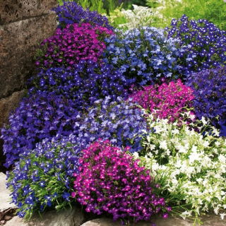 Lobelia przylądkowa - mieszanka kolorów - 6400 nasion