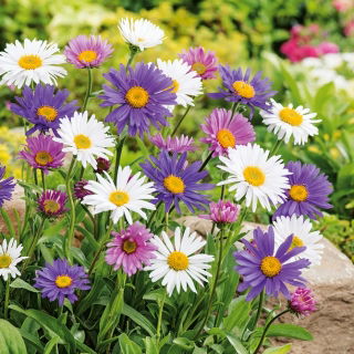 Aster alpejski - mieszanka - 240 nasion