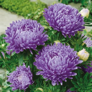 Aster chiński peoniowy niebieski - 500 nasion