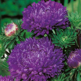 Aster chiński peoniowy fioletowy - 500 nasion