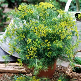 Koper ogrodowy Bouquet - także do uprawy doniczkowej - 2800 nasion