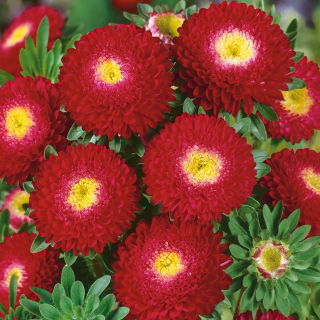 Aster chiński pomponowy czerwony - 500 nasion