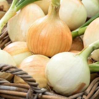 BIO Cebula zimująca biała Tonda Musona - Certyfikowane nasiona ekologiczne - 500 nasion