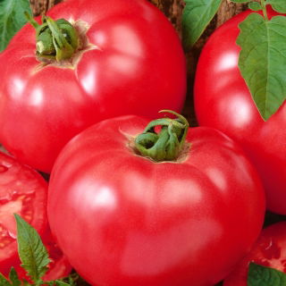Pomidor gruntowy malinowy - Faworyt - owoce do 0,5 kg! - 263 nasion