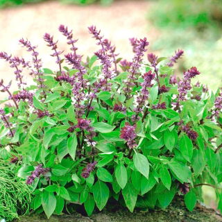 Bazylia waniliowa - Blue Spice - 650 nasion