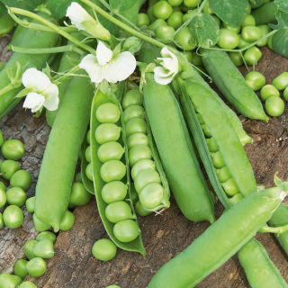 BIO Groszek zielony - Certyfikowane nasiona ekologiczne