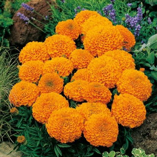 Aksamitka wzniesiona karłowa Calando - pomarańczowa