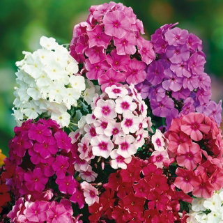 Floks wiechowaty, Płomyk wiechowaty - kolorowa mieszanka - 100 nasion