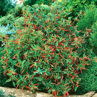 Lepnota - Kufea - 5 nasion
