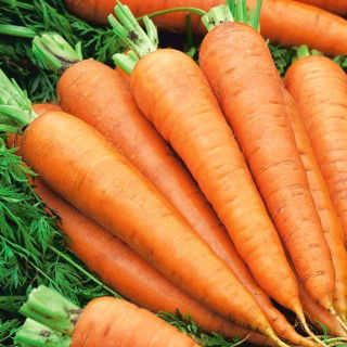 Marchew Polka F1 - niezwykle plenna - 4250 nasion