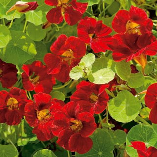 Nasturcja niska - Mahogany Jewel - 40 nasion