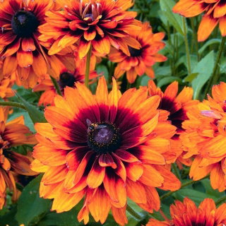 Rudbekia dwubarwna Cherokee Sunset - 1500 nasion