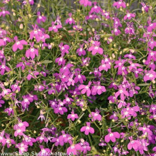 Lobelia zwisła - karminowoczerwona - 3200 nasion