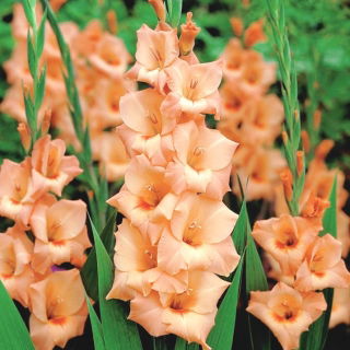 Gladiolus - Mieczyk Peter Pears - 5 cebulek