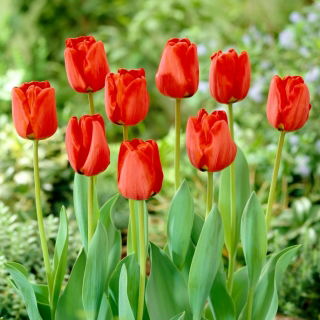 Tulipan Apeldoorn - 5 cebulek