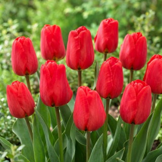 Tulipan Apeldoorn - 5 cebulek