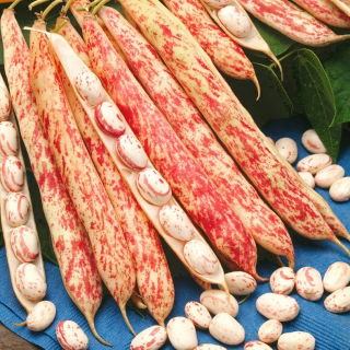 BIO Fasola szparagowa dwubarwna Borlotto lingua di fuoco 3 - Certyfikowane nasiona ekologiczne - 30 nasion