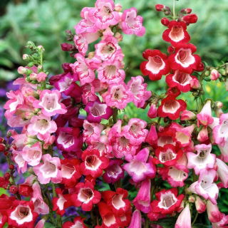 Penstemon Hartwego - mieszanka kolorów - 200 nasion