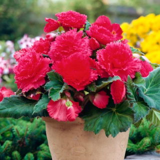 Begonia strzępiasta Fimbriata - różowa - 2 bulwy