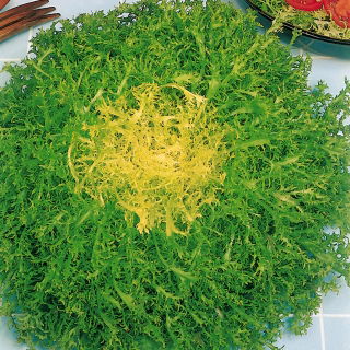 Endywia Riccia Cuor D'oro