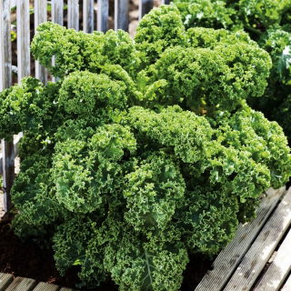 Jarmuż zielony Dwarf Green Curled - 300 nasion