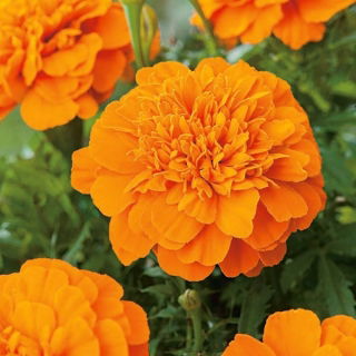Aksamitka rozpierzchła Mandarin - pomarańczowa