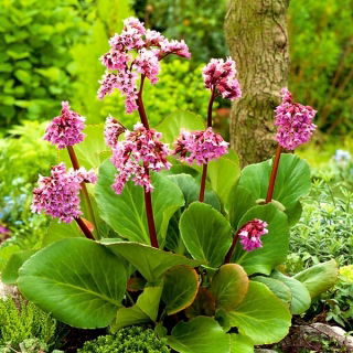 Bergenia sercowata - 250 nasion