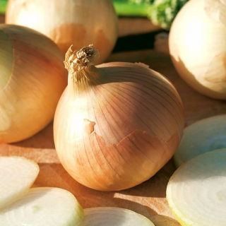 Cebula Augusta - zimująca, żółta - 500 nasion