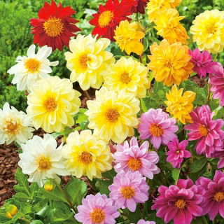 Dalia zmienna – mieszanka półpełna - 120 nasion