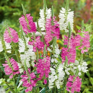 Odętka wirginijska - 45 nasion