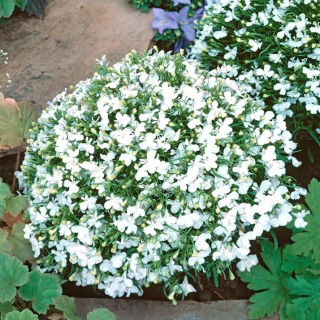 Lobelia biała - 3200 nasion