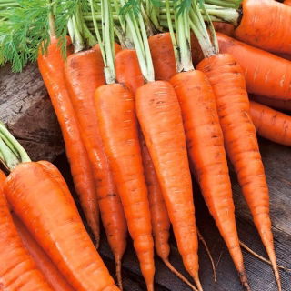 Marchew karotka - Major - 1275 nasion