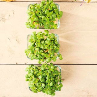 Microgreens - Bazylia cytrynowa Mrs. Burns - młode listki o unikalnym smaku - 1950 nasion