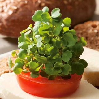 Microgreens - Jarmuż zielony - młode listki o unikalnym smaku - 900 nasion