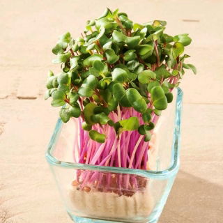 Microgreens - Kapusta głowiasta czerwona - młode listki o unikalnym smaku - 1080 nasion