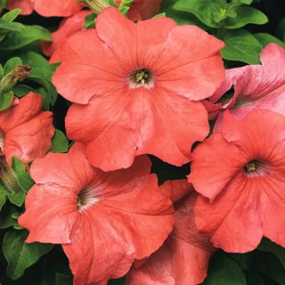 Petunia ogrodowa - Kaskada łososiowa - 160 nasion