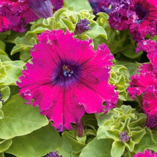 Petunia o kwiatach strzępiastych - amarantowa - 80 nasion