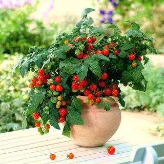 Pomidor balkonowy - Balkoni Red F1