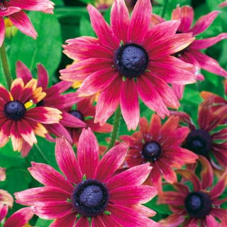 Rudbekia dwubarwna Cherry Brandy - 150 nasion