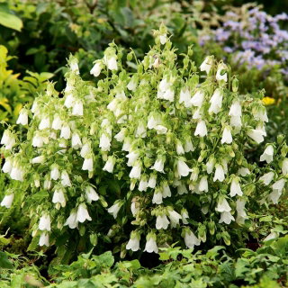 Zrostka, Symfiandra - 1200 nasion