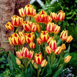 Tulipan Colour Spectacle - 5 cebulek